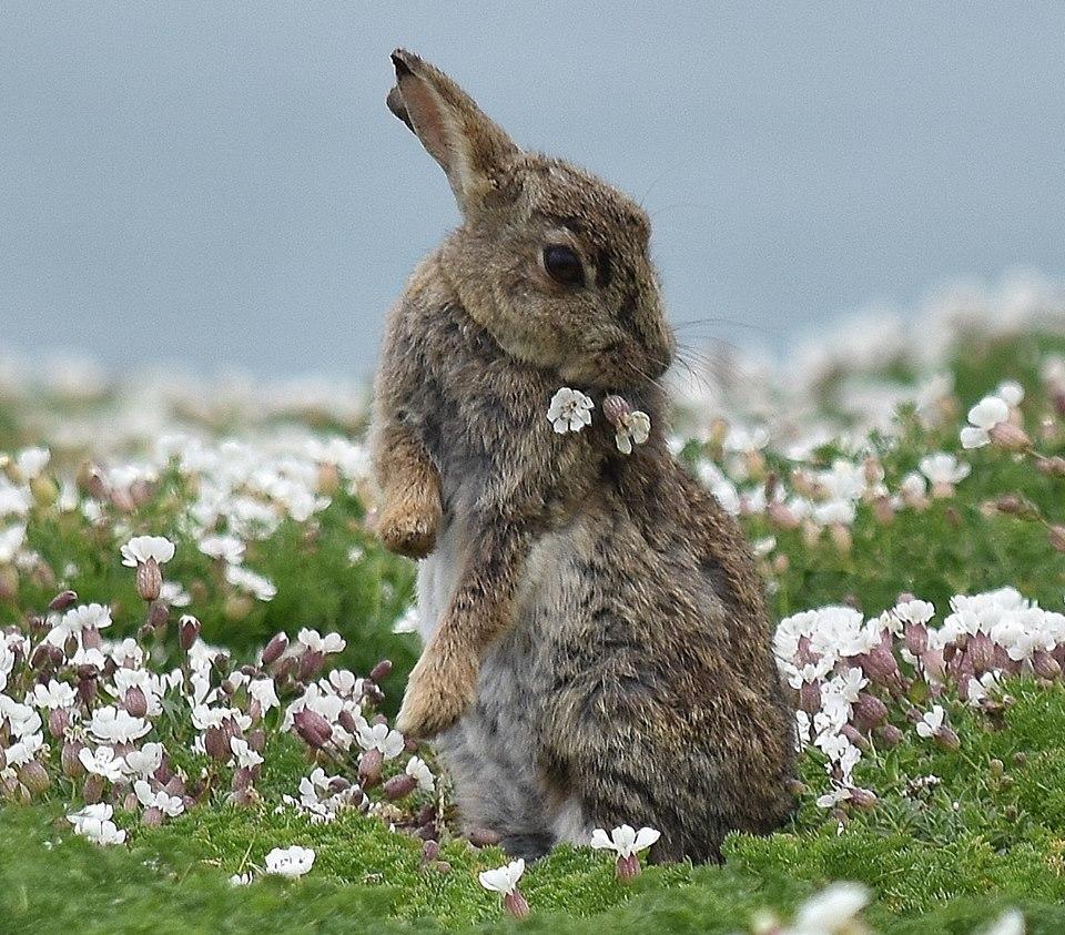 Skomer rabbit and flowers by Melanie Felton