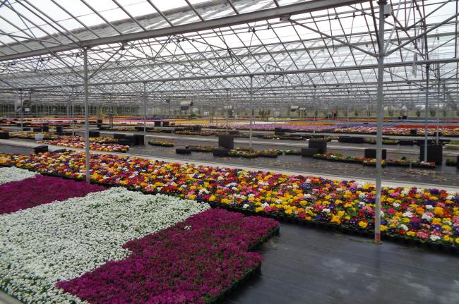 200m Of Plants Will Be Destroyed Due To Garden Centre Closures