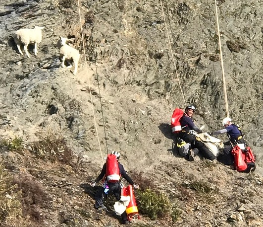 RSPCA officers abseiled down the cliff to access the sheep, before lowering them safely to a boat team below - with the remarkable rescue caught on camera