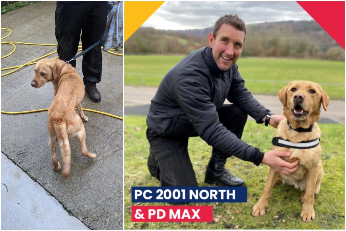 PD Max before joining Gwent Police, and with his new handler. Picture: Gwent Police/All Creatures Great and Small.