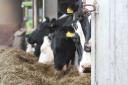 Five ways for dairy farms to tackle their carbon footprint.