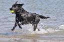 Some beaches will not be allowing dogs as of May 1
