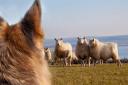 Sheep worrying by dogs. Picture: NSA