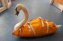 A rescued swan. Pic: RSPCA.