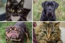 This lovely lot at Greenacres Animal Rescue are all looking for their forever homes. Picture: Greenacres Animal Rescue