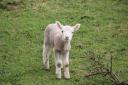 Lamb. Picture: Jason Stobbs