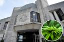 A man will appear at Swansea Crown Court accused of growing cannabis.