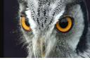 See magnificent birds of prey at Laugharne Castle this weekend.