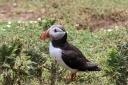 Puffin on Skomer. Picture: Ian West