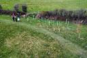 A tree planting event will take place at Pembrokeshire Natural Burials.