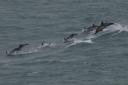 The superpod consisted of hundreds common dolphins.