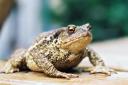 Volunteers are needed to help toads cross the road near St Davids.