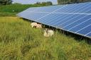 There are currently around 1,000 solar farms in the UK.
