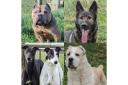 Our fabulous five this week from Greenacres Rescue