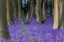 Two deer walking through the bluebells at Micheldever Woods captured by Sarah Walton