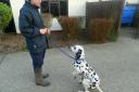 The owners of Harvey the Dalmatian cannot be traced due to the details on his microchip not being up to date.