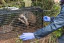 The badger vaccine programme in north Pembrokeshire.