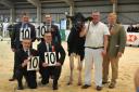 It was a perfect 10 from all four judges of the champion heifer award with full marks for Hefin Wilson’s Tregibby Atwood Geraldine. PICTURE: Debbie James