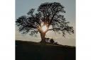 A tree silhouetted against the evening sun in Llandybie.