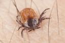 Hyalomma lusitanicum is fout times larger than a normal tick and is able to transmit the deadly Crimean-Congo fever.