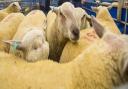 The Early Ram Sale at Builth one of the first opportunities farming families will have had to get together at the Royal Welsh Showground