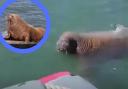 A video of Wally swimming has captivated people online