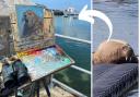 Wally the walrus was on the pontoon in St Mary's Harbour when artist Steve Sherris portrayed him. Pictures : Left - Steve Sherris @scillyartist; Right - Sarah-Jane Eastman