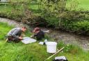 Monitoring riverflies on a tributary of the River Tywi