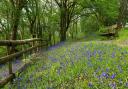 How you can see carpets of bluebells next month