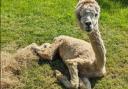 Indie the alpaca was so weak when he first arrived at the farm that it was feared he would not make it through the night