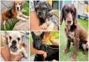 ‘These 5 dogs are looking for forever homes from Many Tears Animal Rescue
