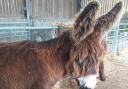 Two rare breed giant donkeys have joined Folly Farm