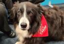 Cariad Pet Therapy has won the ‘Wellbeing in Wales’ award at this year’s Welsh Charity Awards