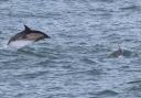Dolphins feeding at the mouth of Fishguard Harbour. Picture: Sea Trust/ Lloyd Nelmes