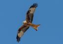The oldest red kite ever recorded in Britain and Ireland has been found in south west Wales