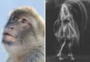 A number of ghost sightings including a barbary ape have been reported across Pembrokeshire
