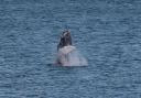 It is thought that the humpback whale was chasing the herring. Picture: Sea Trust