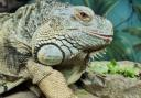 'Beautiful creature': Geoff the green iguana