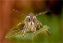 Tenby Camera Club member Jan Sullivan's Striped Hawk Moth was a worthy winner.