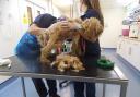 The condition of the dogs when they were treated by RSPCA vets was shocking.
