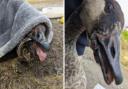 One of the incidents included this goose in Aberdare which had a can stuck to its beak