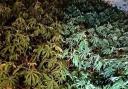 Hundreds of cannabis plants like these were seized after the raid in Haverfordwest.