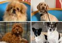 Five dogs from Greenacres Rescue looking for a second chance.