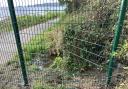 Damage caused to the safety fencing on the Wisemans Bridge side. Picture: Cllr Chris Williams.