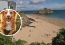 There are ten Pembrokeshire beaches where dogs are banned this summer