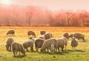 Bluetongue can affect sheep, cattle, goats and llamas