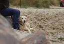 A number of Pembrokeshire beaches have restrictions on dogs during the summer months
