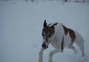 My Retired Greyhound, King, having a run in the snow