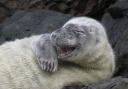 Today's Western Telegraph Camera Club picture of the day is of this happy seal pup taken by Amberley Braham.