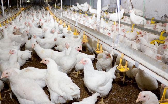 Poultry keepers are urged to maintain precautions against avian flu